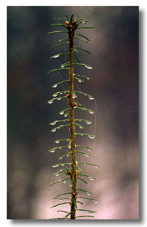 Leader of a small pine tree - Scan from a slide