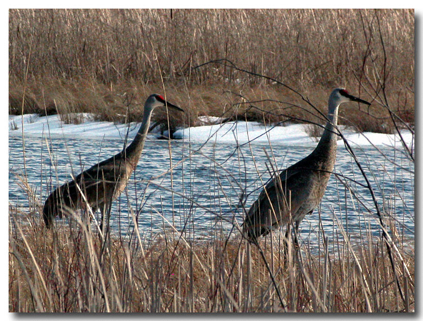Sand Hill Cranes - Proud Lake Michigan - Digital Image Nikon CP5700  400mm Telephoto equivalent