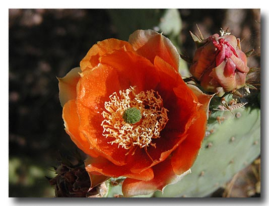 Digital Image, Botanical Gardens, Phoenix, May 2002
