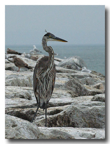 Blue Heron, Leeland Michigan, 9/04