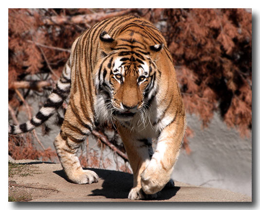 Detroit Zoo, Digital Image July  2003