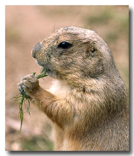 Prarie Dog, Phoenix Zoo, Digital Image 2004