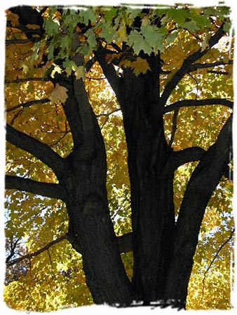 Digital Image - 2001