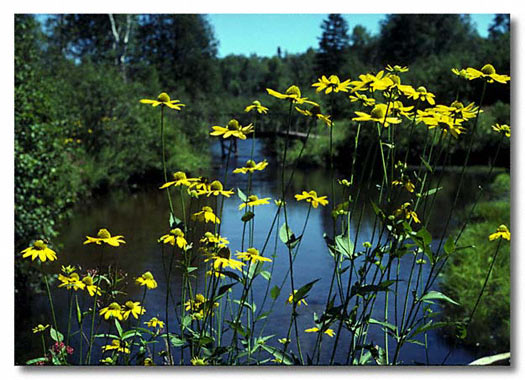 Pigeon River Forest Area, Michigan - Scan from a slide