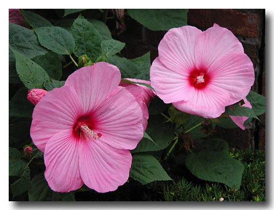 digital image - Olympus 2020 zoom - August 2002