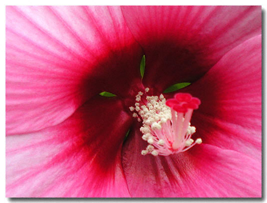 Digital image - Olympus 2020 zoom