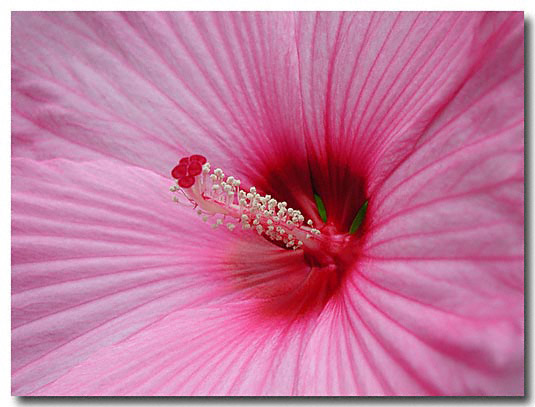 Hibiscus close up