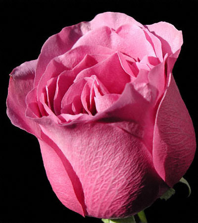 Digital image - March 2002