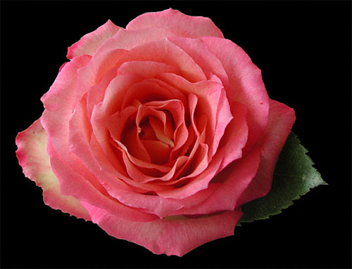 Digital Image - 2001