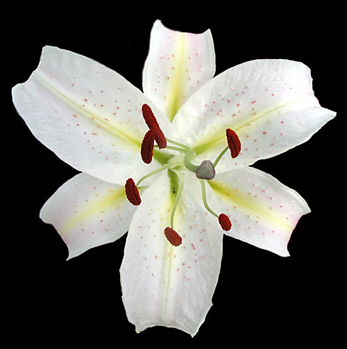 digital image - summer 2001