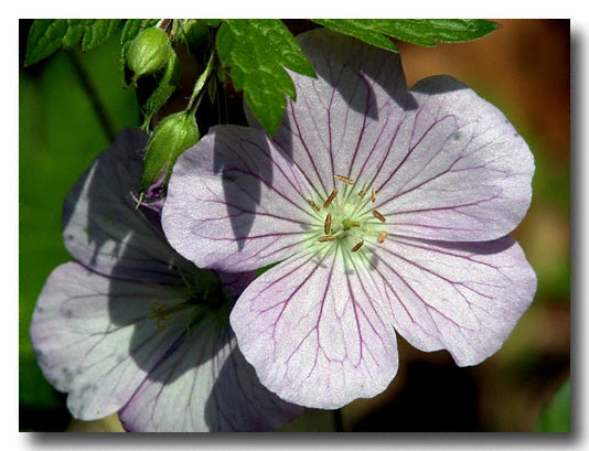 Spring wildflower - Digital Image 5/25/2003