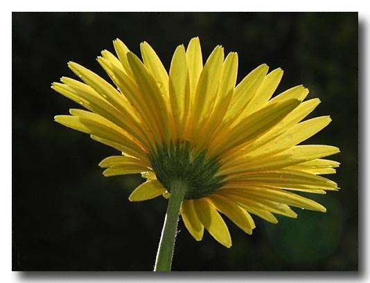 Gerberia backlit in the early morning sun - covered in dew
