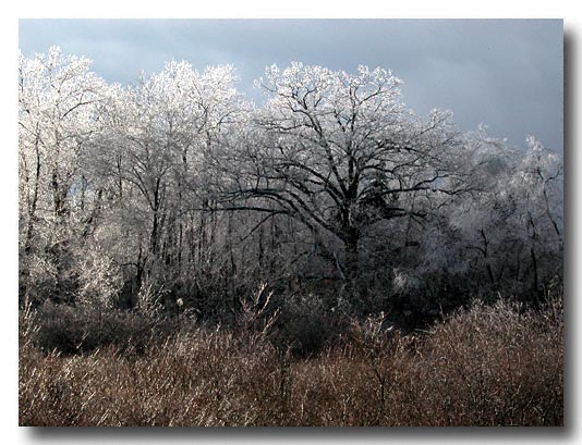 Digital Image - Nikon CP5700