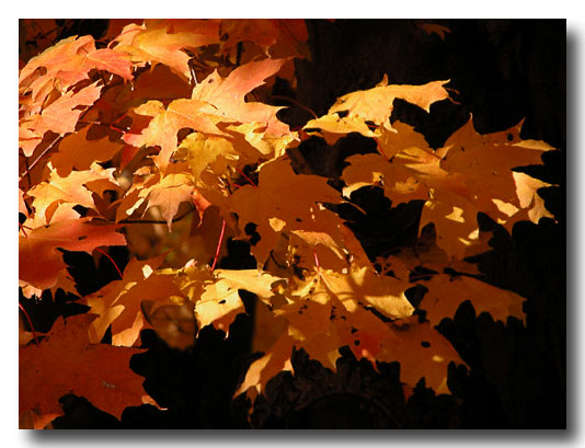 Digital Image - October 2003