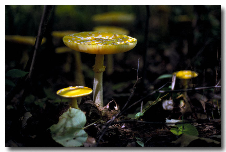 Mushrooms  - Pontiac Lake State Park - Scan from a slide