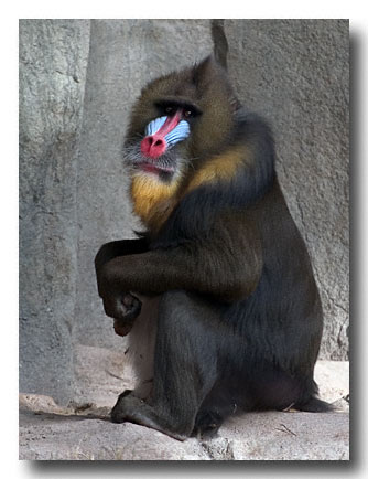 Baboon - Phoenix Zoo