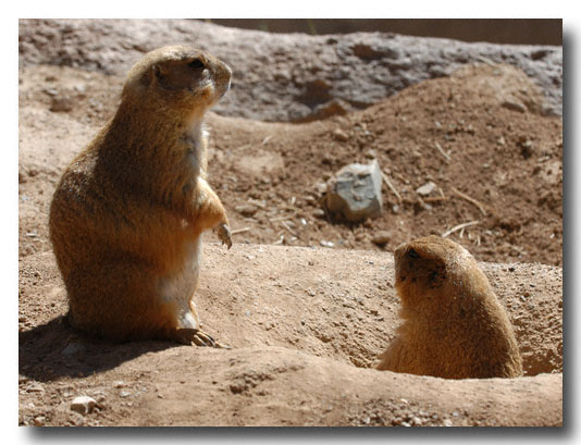 Prarie Dog - Arizona-Sonora Desert Museum, Tucson