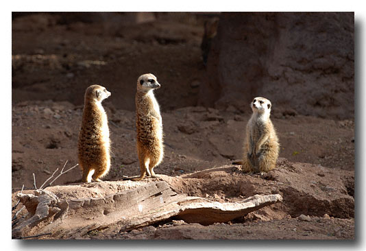 Phoenix Zoo, Meerkat - Southern Africa - nicknamed the Sentinal