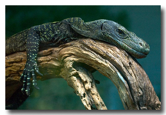 Wildlife World Zoo, Phoenix