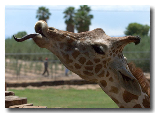 Wildlife World Zoo, Phoenix