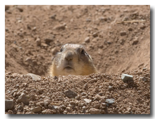 Prarie Dog - Arizona-Sonora Desert Museum, Tucson