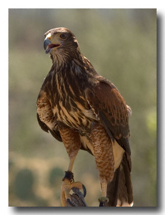 Young Hawk - Arizona-Sonora Desert Museum, Tucson