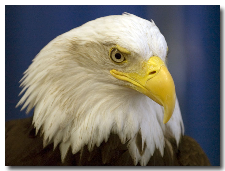 bald eagle close up