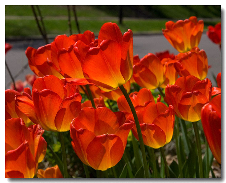 Tulups in Ann Arbor, MI April 2006